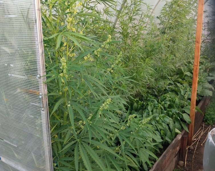 В Верхнебуреинском районе задержана подозреваемая в незаконном культивировании наркосодержащих растений